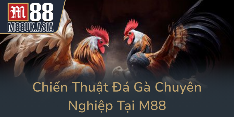 Chien Thuat Da Ga Chuyen Nghiep Tai M880